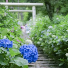 紫陽花 くらしのトピック 紫陽花 くらしのトピック